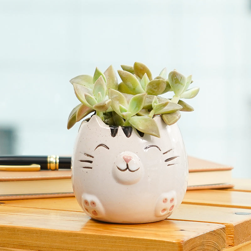 Succulent Kitty