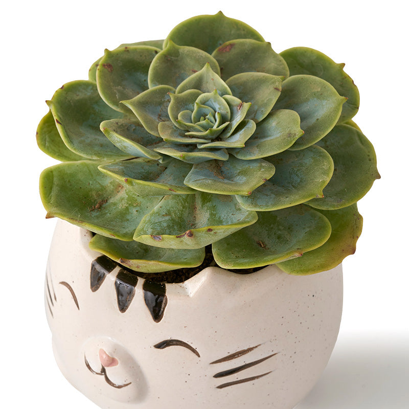 Succulent Kitty