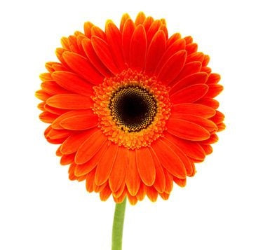 gerbera