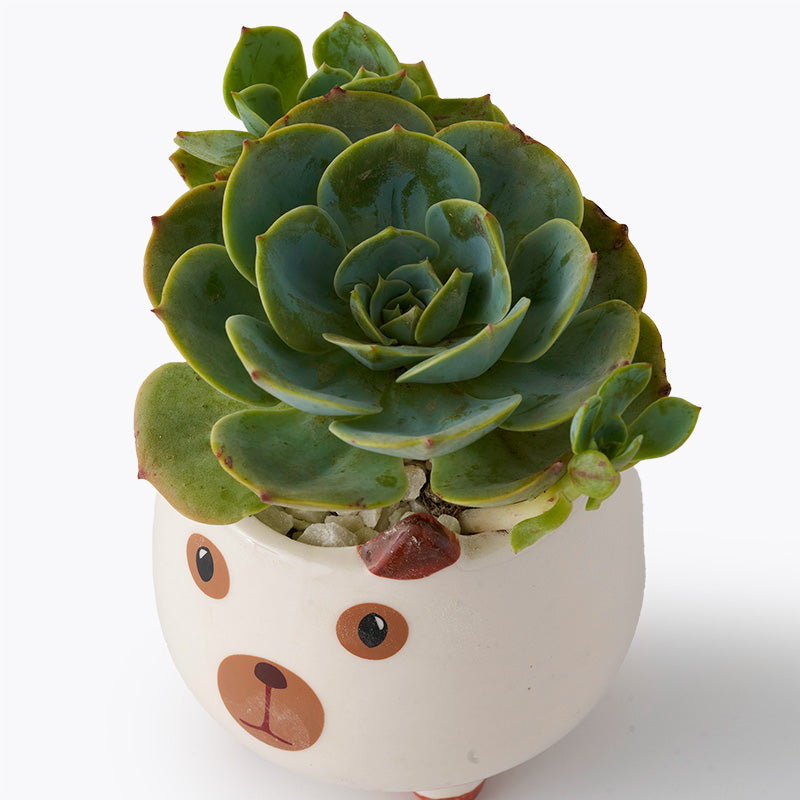 Succulent Pooch