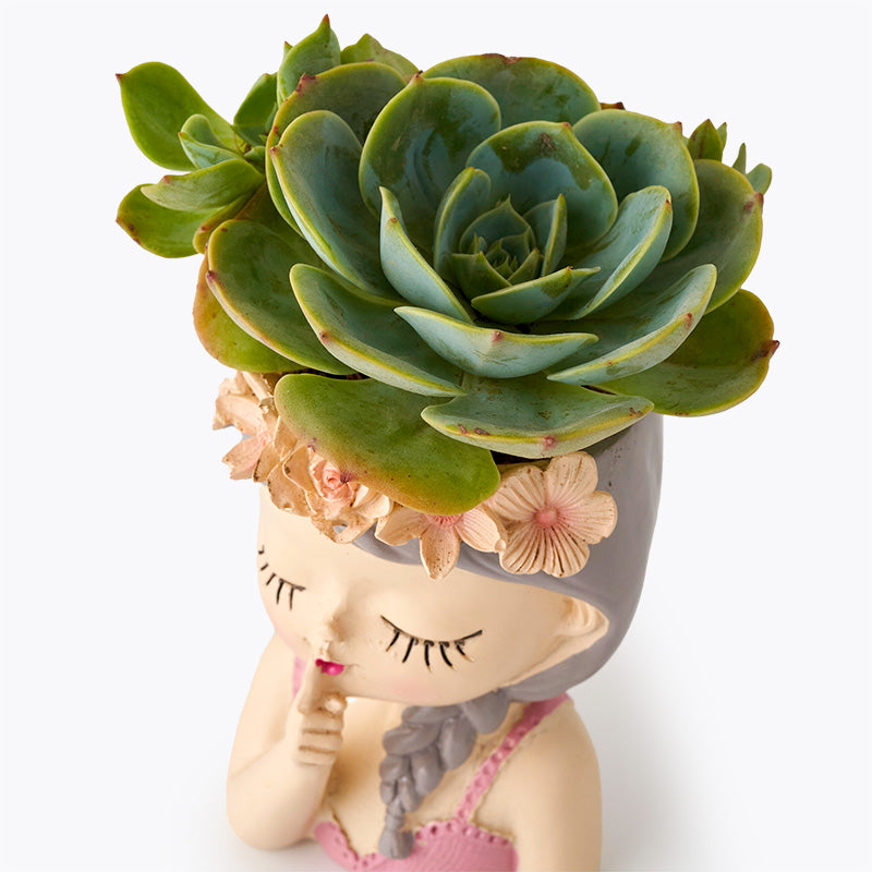 Succulent Princess