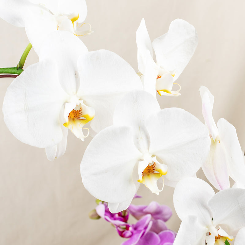 Everlasting Phalaenopsis Orchid