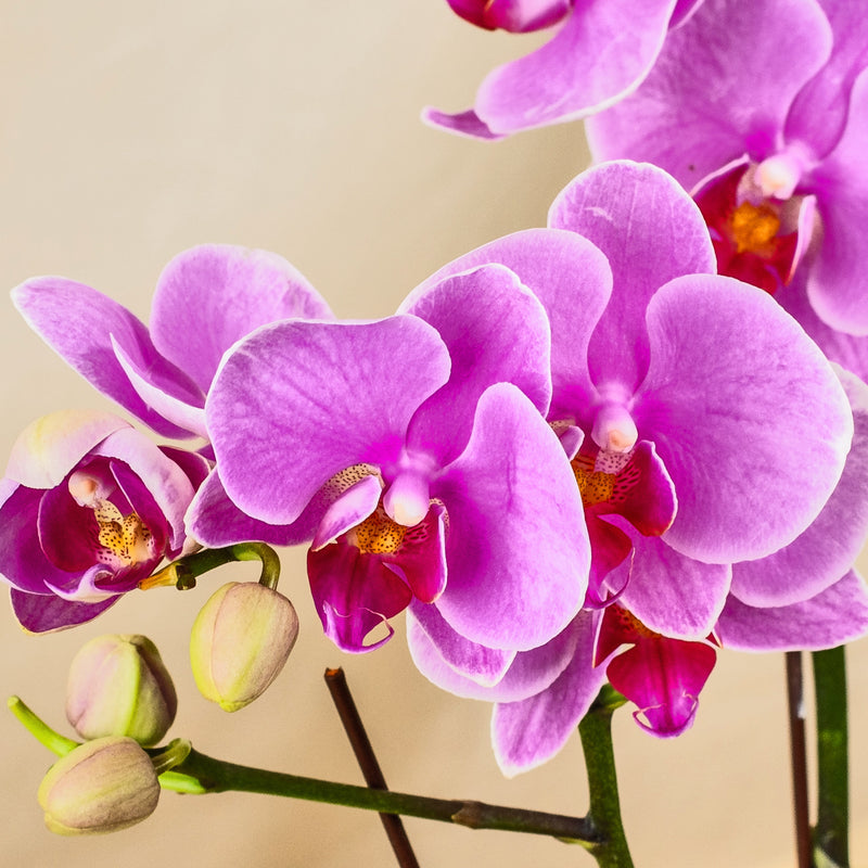 Bright Delight Phalaenopsis Orchid